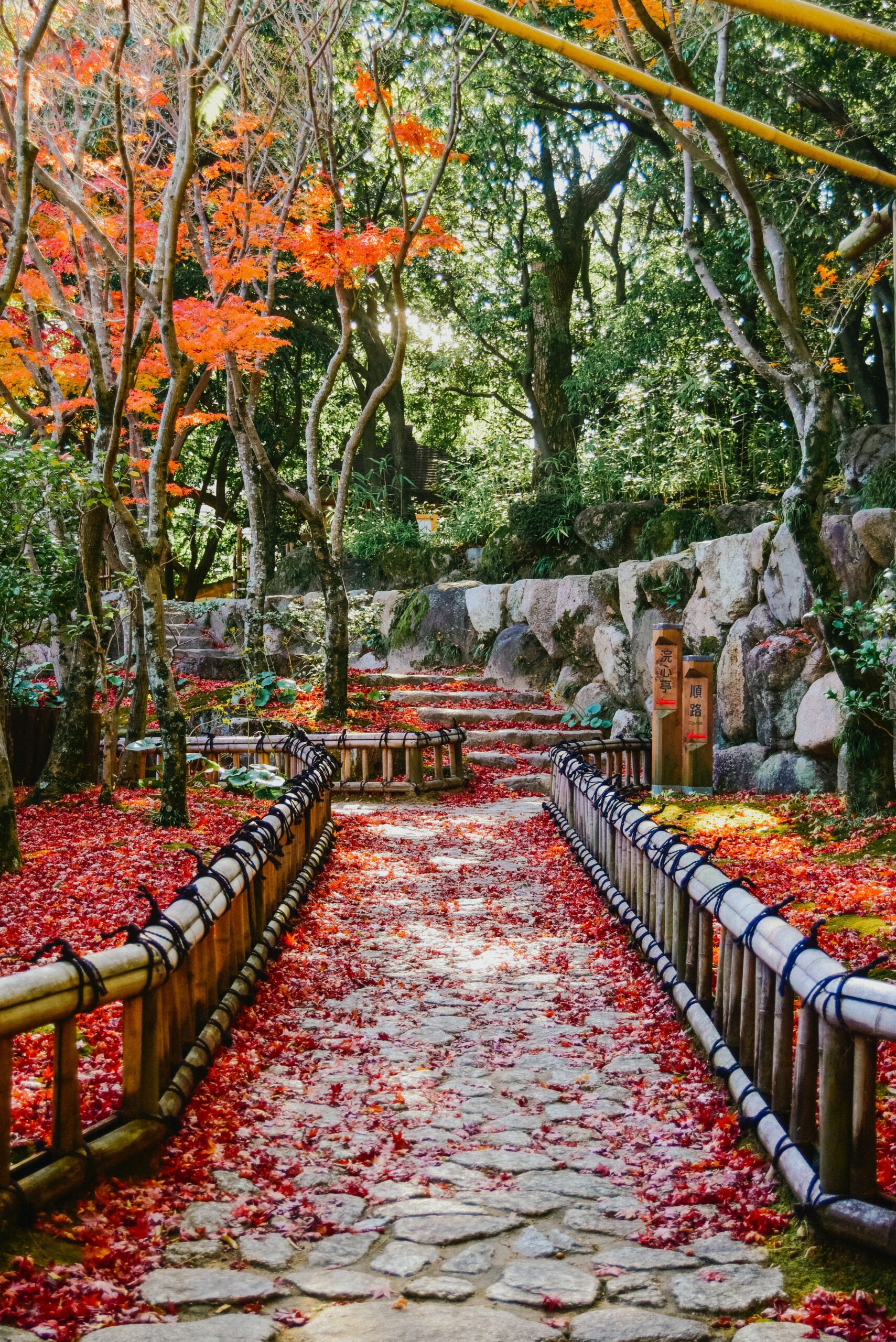 gray concrete pathway between orange and green trees